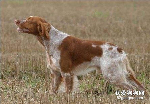 不列塔尼猎犬