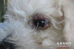狗狗眼睛流泪有分泌物?原来是这些原因造成的!