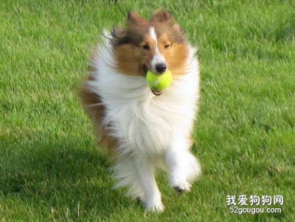 教狗狗捡球