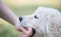 如何防止狂犬病传播，注意这三点！