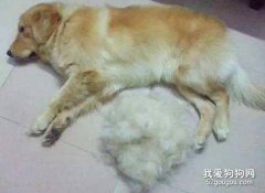 怎样分辨狗狗是掉毛还是换毛
