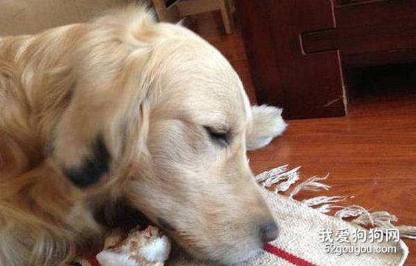 狗狗磨牙