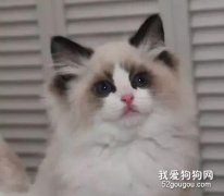 哪些情况下不要给猫咪剃毛