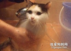 猫咪洗澡用什么沐浴露最合适？