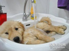 夏季高温狗狗中暑怎么办