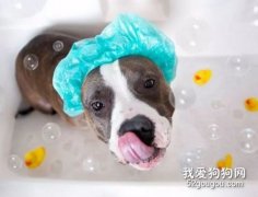 如何让狗狗不再害怕洗澡