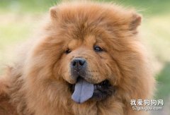 松狮犬的舌头是什么颜色