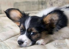 蝴蝶犬生病七个症状