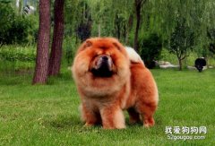 松狮犬的习性有哪些