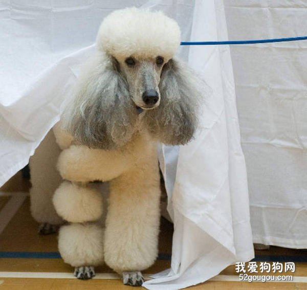 贵宾犬