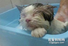 养猫达人不可不知的养猫秘诀