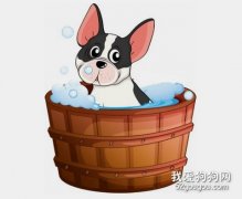 给养宠新手的一些宠物洗澡建议