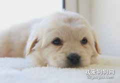 狗狗身上异味大怎么回事？