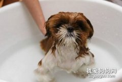 给幼犬洗澡误区