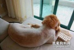 给狗狗剃毛的坏处