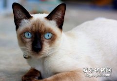 如何养一只美丽优雅的暹罗猫