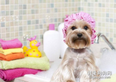 如何轻松的给狗狗洗澡？