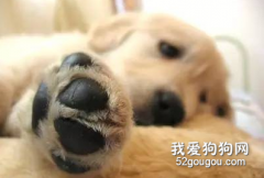 春季狗狗护理注意事项