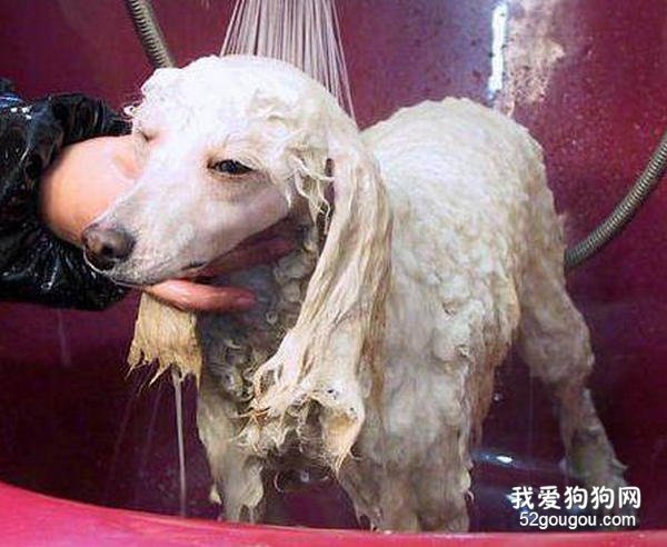 贵宾犬洗澡