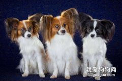 如何给比赛级的蝴蝶犬美容？