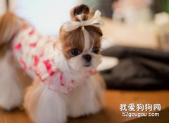 给狗狗做美容的好处有哪些？