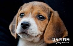 如何给比格犬做美容