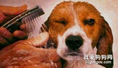 狗狗面部护理注意事项