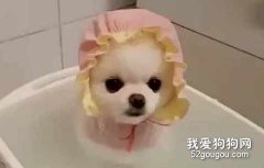 博美洗澡注意事项？博美用什么沐浴露洗澡好？