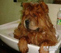 松狮洗澡用什么沐浴露好？