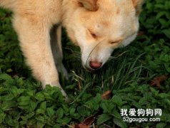 狗狗吃草正常吗？