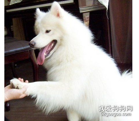 训练狗狗握手
