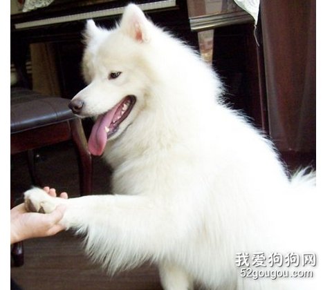 训练狗狗握手