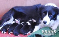 母犬的母乳不足了怎么办？