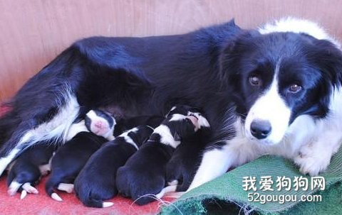 母乳不足