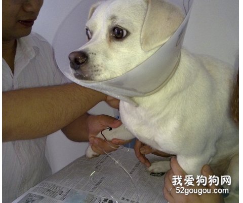 狗狗打预防针