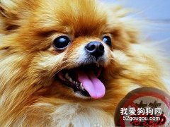 狗狗巧克力中毒了怎么办？