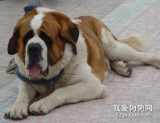 怎么照顾老年犬？