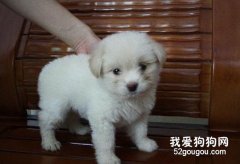 狗狗体温的知识