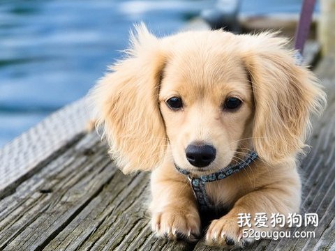 狗狗起名字