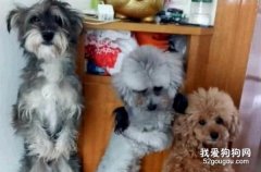 家里多只狗狗打架怎么处理