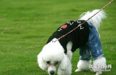 贵宾犬如何拔耳毛和护理