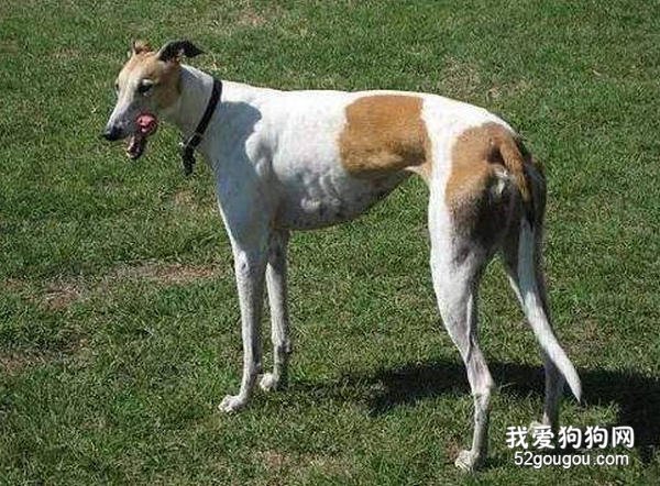 灵缇犬