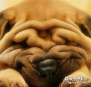 沙皮犬的睡眠习惯