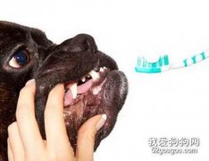 怎样为狗狗清洁牙齿？