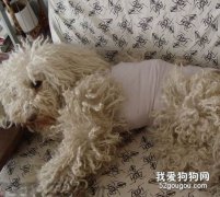 狗狗做绝育手术的好处？