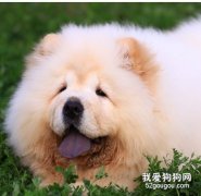 怎样训练松狮犬学会简单的动作？