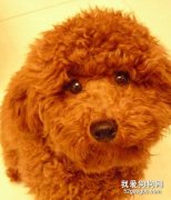 贵宾犬和泰迪的关系