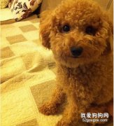 怎么给贵宾犬驱虫？