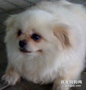 怎么辨别狗狗是不是得犬瘟？