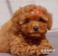 怎样读懂狗狗的动作？